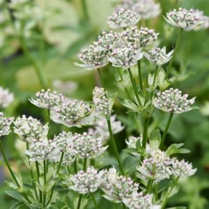 Astrantia Major 'Star of Billion', Masterwort 'Star of Billion', Great Masterwort 'Star of Billion', Melancoly Gentleman 'Star of Billion', Hattie's Pincushion 'Star of Billion', Astrantia 'Star of Billion', White Flowers