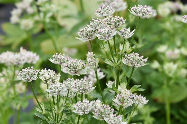 Astrantia Major 'Star of Billion', Masterwort 'Star of Billion', Great Masterwort 'Star of Billion', Melancoly Gentleman 'Star of Billion', Hattie's Pincushion 'Star of Billion', Astrantia 'Star of Billion', White Flowers