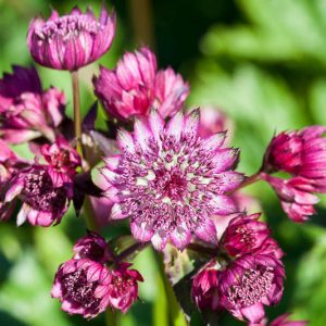 Astrantia Major 'Abbey Road', Masterwort 'Abbey Road', Great Masterwort 'Abbey Road', Astrantia 'Abbey Road', summer perennial, pink flowers
