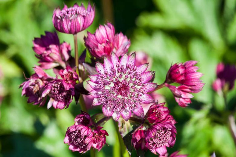 Astrantia Major 'Abbey Road', Masterwort 'Abbey Road', Great Masterwort 'Abbey Road', Astrantia 'Abbey Road', summer perennial, pink flowers