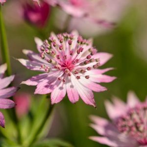 Astrantia Major 'Roma', Masterwort 'Roma', Great Masterwort 'Roma', Melancoly Gentleman 'Roma', Hattie's Pincushion 'Roma', summer perennial, pink flowers