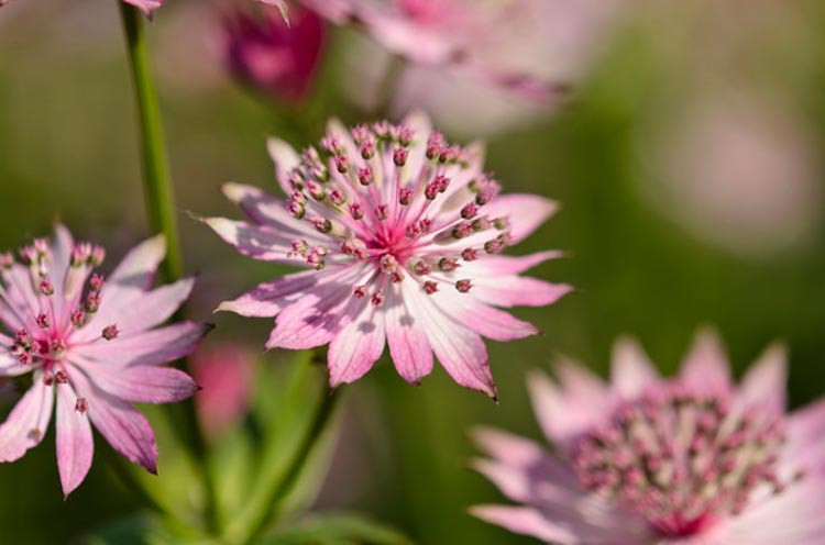 Astrantia Major 'Roma', Masterwort 'Roma', Great Masterwort 'Roma', Melancoly Gentleman 'Roma', Hattie's Pincushion 'Roma', summer perennial, pink flowers