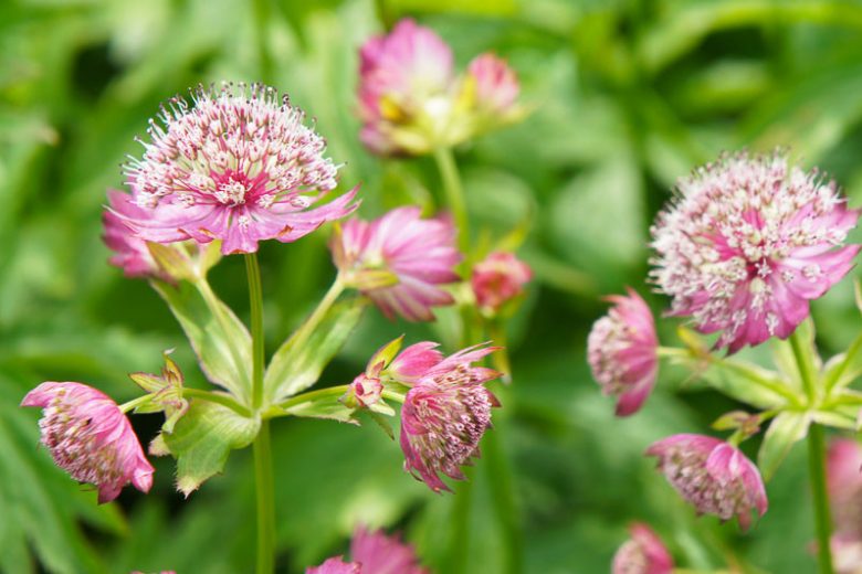 Astrantia major var. rosea, Pink Masterwort, Pink Great Masterwort, Astrantia Rosea, summer perennial, pink flowers