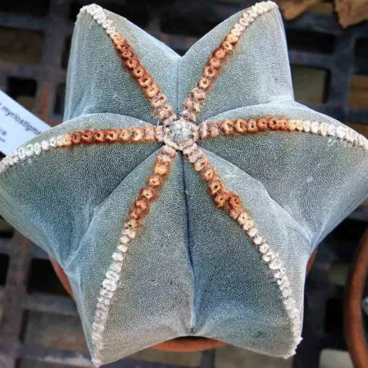 Astrophytum myriostigma, RBishop's Cap, Bishop's Miter, Bishop's Hat, Monk's Hood, Deacons Hat, Bishop's Hood, Miter Cactus, Astrophytum prismaticum, Cereus callicoche, Echinocactus myriostigma, Drought Tolerant Plants,