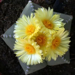 Astrophytum myriostigma var. nudum, Bishop's Miter, Bishop's Cap, Bishop's Hat, Astrophytum myriostigma subs. glabrum, Astrophytum myriostigma subvar. nudum, Astrophytum myriostigma, Echinocactus myriostigma var. nudus, Astrophytum myriostigma 'nudum', Drought Tolerant Plants,
