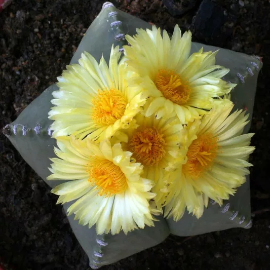 Astrophytum myriostigma var. nudum, Bishop's Miter, Bishop's Cap, Bishop's Hat, Astrophytum myriostigma subs. glabrum, Astrophytum myriostigma subvar. nudum, Astrophytum myriostigma, Echinocactus myriostigma var. nudus, Astrophytum myriostigma 'nudum', Drought Tolerant Plants,