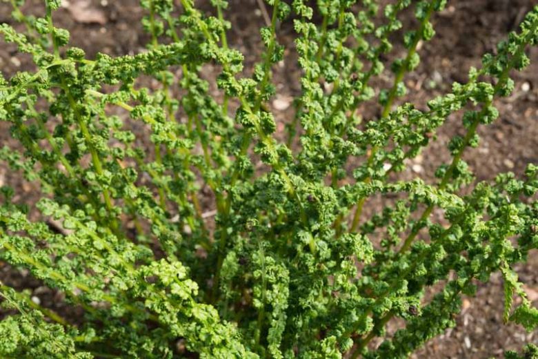 Athyrium filix-femina 'Frizelliae', Tatting Fern 'Frizelliae', Shade plants, shade perennial, plants for shade, plants for wet soil