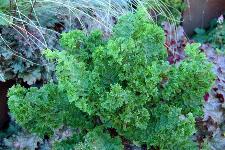 Athyrium filix-femina 'Lady in Lace', Lady Fern 'Lady in Lace', Shade plants, shade perennial, plants for shade, plants for wet soil