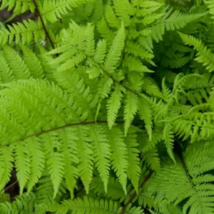 Athyrium Filix-Femina  'Lady in Red', Lady in Red Lady Fern, Athyrium angustum 'Lady in Red', Athyrium niponicum 'Lady in Red', Athyrium filix-femina subsp. angustum f. rubellum 'Lady in Red', Shade plants, shade perennial, plants for shade, plants for wet soil