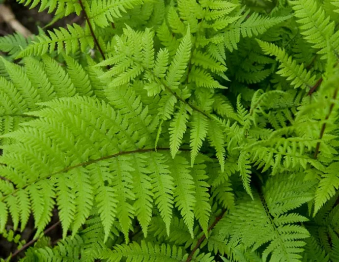 Athyrium Filix-Femina  'Lady in Red', Lady in Red Lady Fern, Athyrium angustum 'Lady in Red', Athyrium niponicum 'Lady in Red', Athyrium filix-femina subsp. angustum f. rubellum 'Lady in Red', Shade plants, shade perennial, plants for shade, plants for wet soil