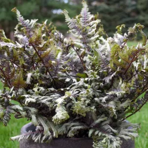 Athyrium niponicum 'Crested Surf', Athyrium 'Crested Surf', Crested Japanese Painted Fern, Athyrium 'Crested Surf', Shade plants, shade perennial, plants for shade, plants for wet soil