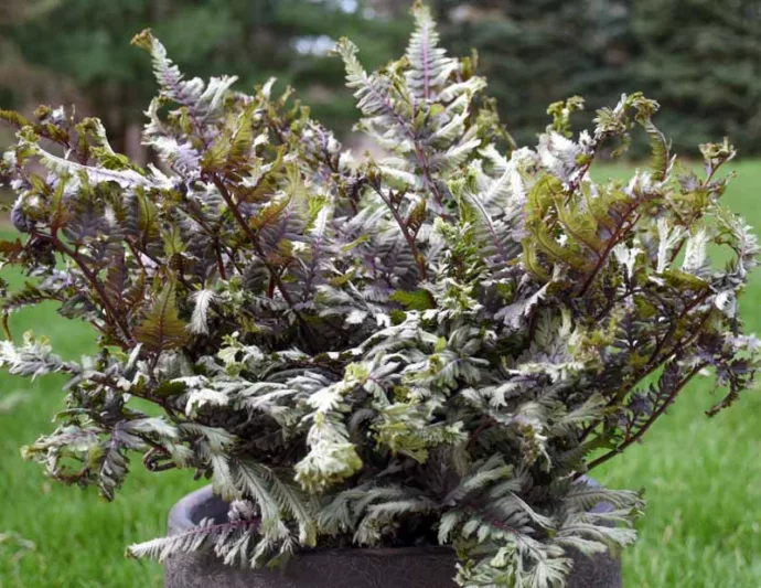 Athyrium niponicum 'Crested Surf', Athyrium 'Crested Surf', Crested Japanese Painted Fern, Athyrium 'Crested Surf', Shade plants, shade perennial, plants for shade, plants for wet soil