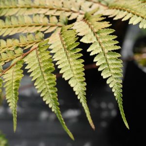 Athyrium otophorum, Eared Lady Fern, Asplenium otophorum, Shade plants, shade perennial, plants for shade, plants for wet soil