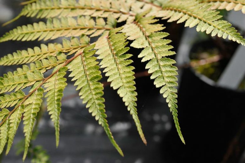 Athyrium otophorum, Eared Lady Fern, Asplenium otophorum, Shade plants, shade perennial, plants for shade, plants for wet soil