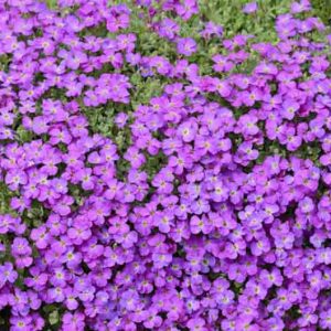 Rock Cress, False Rockcress, Lilacbush, Rainbow Rockcress, Alyssum Deltoideum, Rock Garden Plant, Rock Garden Perennial, Easy Care Perennial, Purple Flowers, Flower Carpets