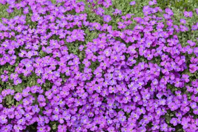 Rock Cress, False Rockcress, Lilacbush, Rainbow Rockcress, Alyssum Deltoideum, Rock Garden Plant, Rock Garden Perennial, Easy Care Perennial, Purple Flowers, Flower Carpets