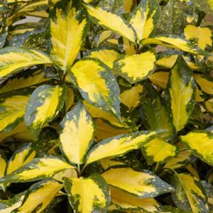 Aucuba japonica 'Picturata', Spotted Laurel 'Picturata', Japanese Laurel 'Picturata', Japanese Aucuba 'Picturata', Variegated Laurel 'Picturata', Evergreen Shrub, Fragrant Shrub, Red Berries, shrub with berries
