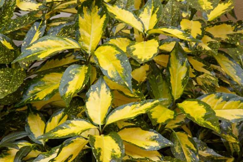 Aucuba japonica 'Picturata', Spotted Laurel 'Picturata', Japanese Laurel 'Picturata', Japanese Aucuba 'Picturata', Variegated Laurel 'Picturata', Evergreen Shrub, Fragrant Shrub, Red Berries, shrub with berries