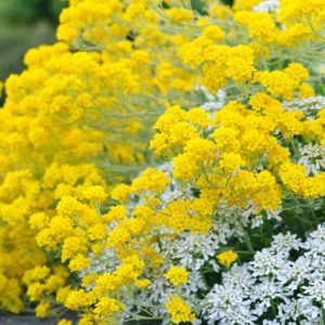 Aurinia Saxatilis, Basket-of-Gold, Alyssum Saxatilis, Golden Alyssum, Gold Dust, Yellow Alyssum, Madwort, Goldentuft