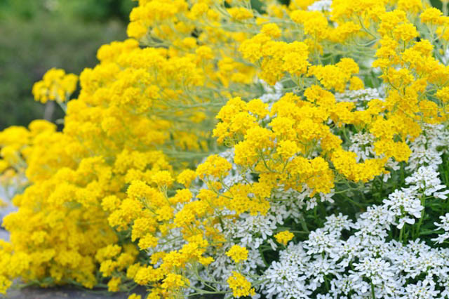Aurinia Saxatilis, Basket-of-Gold, Alyssum Saxatilis, Golden Alyssum, Gold Dust, Yellow Alyssum, Madwort, Goldentuft