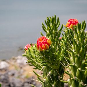 Austrocylindropuntia subulata, Eve's Needle Cactus,  Eve's Needle, Cane Cholla, Eve's Pin, Eve’s Needle Cactus, Eve’s Pin Cactus, Long Spine Cactus, Eve's-Pin Prickleypear, Opuntia subulata