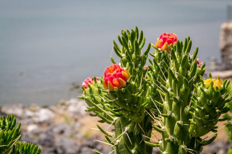 Austrocylindropuntia subulata, Eve's Needle Cactus,  Eve's Needle, Cane Cholla, Eve's Pin, Eve’s Needle Cactus, Eve’s Pin Cactus, Long Spine Cactus, Eve's-Pin Prickleypear, Opuntia subulata