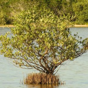 Avicennia germinans, Black Mangrove, Avicennia nitida, Florida Native Shrub, Florida Native Tree, Evergreen Shrub, Evergreen Tree