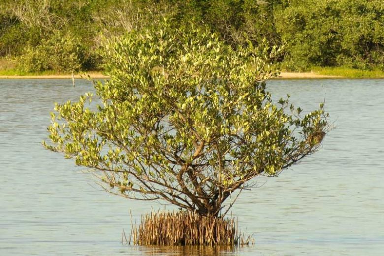 Avicennia germinans, Black Mangrove, Avicennia nitida, Florida Native Shrub, Florida Native Tree, Evergreen Shrub, Evergreen Tree