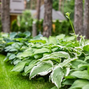 Best Hostas, Best Plantain Lilies, Award Hostas, Award Plantain Lilies, Hostas,  Plantain Lilies,