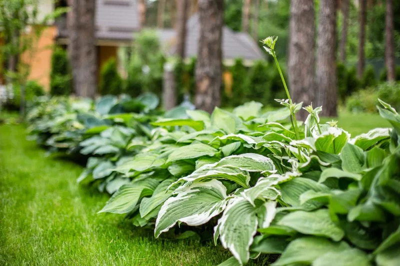 Best Hostas, Best Plantain Lilies, Award Hostas, Award Plantain Lilies, Hostas,  Plantain Lilies,