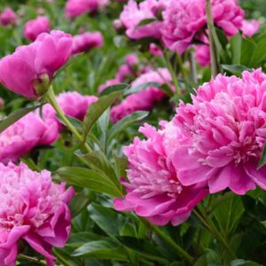 Award-winning Peonies, Award Peonies, Gold Medal Peonies, AGM Peonies, Best peonies