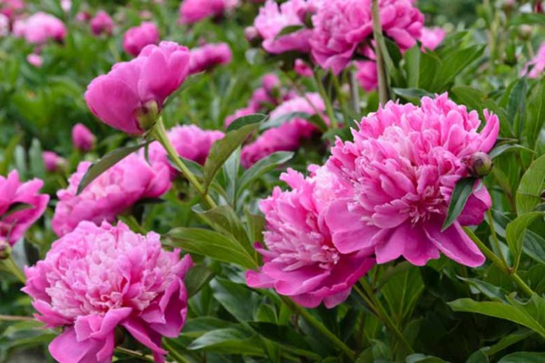 Award-winning Peonies, Award Peonies, Gold Medal Peonies, AGM Peonies, Best peonies