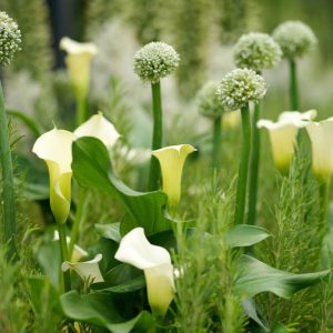Allium combinations, Allium companions, Allium planting Companions, Plant Alliums with, Allium planting combinations