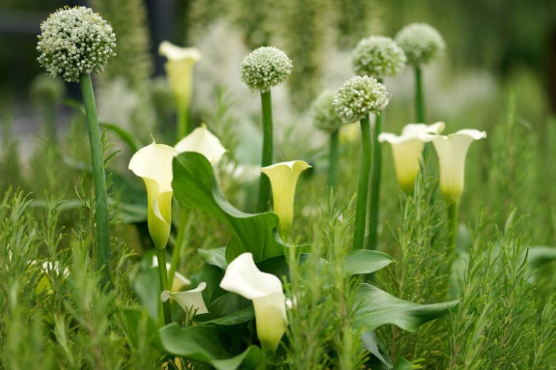 Allium combinations, Allium companions, Allium planting Companions, Plant Alliums with, Allium planting combinations