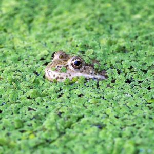 Azolla caroliniana, Carolina Mosquitofern, Carolina Mosquito Fern, Water Fern, Eastern Mosquito Fern, Fairy Moss, Fairy Floating Moss, Aquatic Ferns, Pond Plants