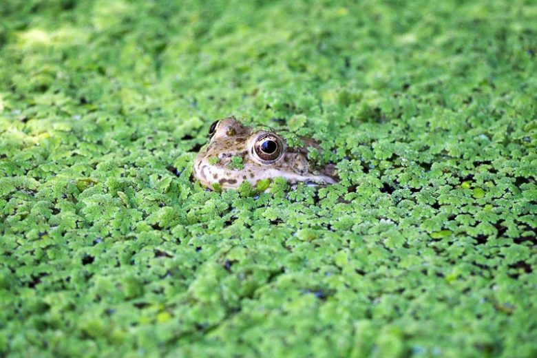 Azolla caroliniana, Carolina Mosquitofern, Carolina Mosquito Fern, Water Fern, Eastern Mosquito Fern, Fairy Moss, Fairy Floating Moss, Aquatic Ferns, Pond Plants