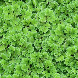 Azolla filiculoides, Pacific Mosquito Fern, American Water Fern, Mosquito Fern, Fairy Moss, Mosquito Fern, Pacific Azolla, Red Water Fern, Water Fern, Water Velvet, Aquatic Ferns, Pond Plants