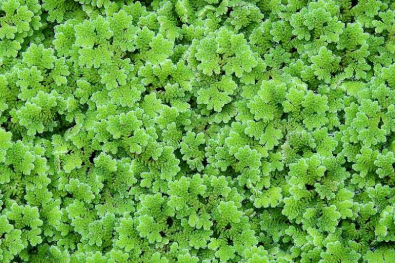 Azolla filiculoides, Pacific Mosquito Fern, American Water Fern, Mosquito Fern, Fairy Moss, Mosquito Fern, Pacific Azolla, Red Water Fern, Water Fern, Water Velvet, Aquatic Ferns, Pond Plants