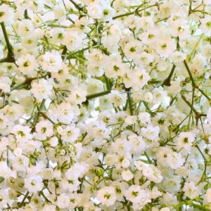 Baby's Breath, Baby's Breath Flower, Baby's Breath Flowers, Baby's Breath Bouquet, Baby's Breath Plant