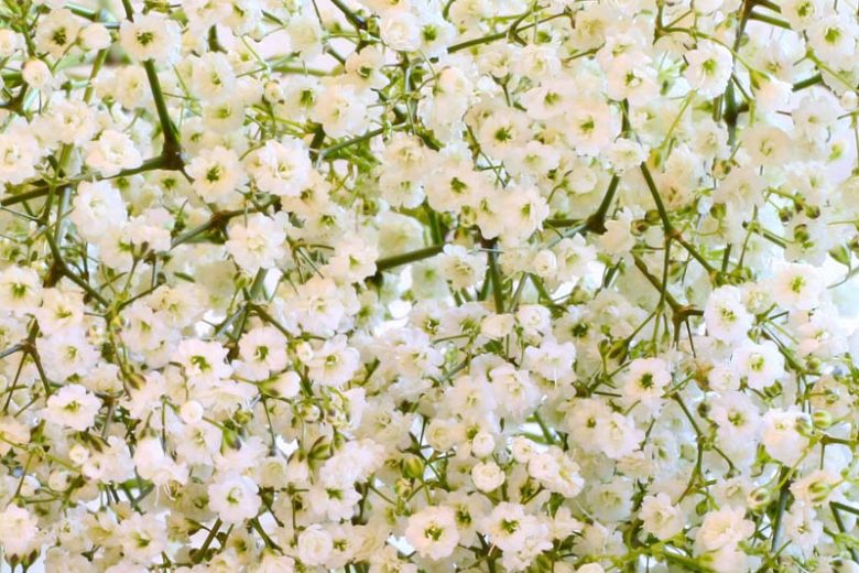 Baby's Breath, Baby's Breath Flower, Baby's Breath Flowers, Baby's Breath Bouquet, Baby's Breath Plant