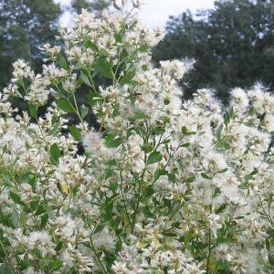 Baccharis halimifolia, Groundsel Tree, Sea Myrtle, Consumption weed, Eastern Baccharis, Groundsel, Groundsel Bush, Salt Marsh Eelder, Salt Bush, Florida Groundsel Bush