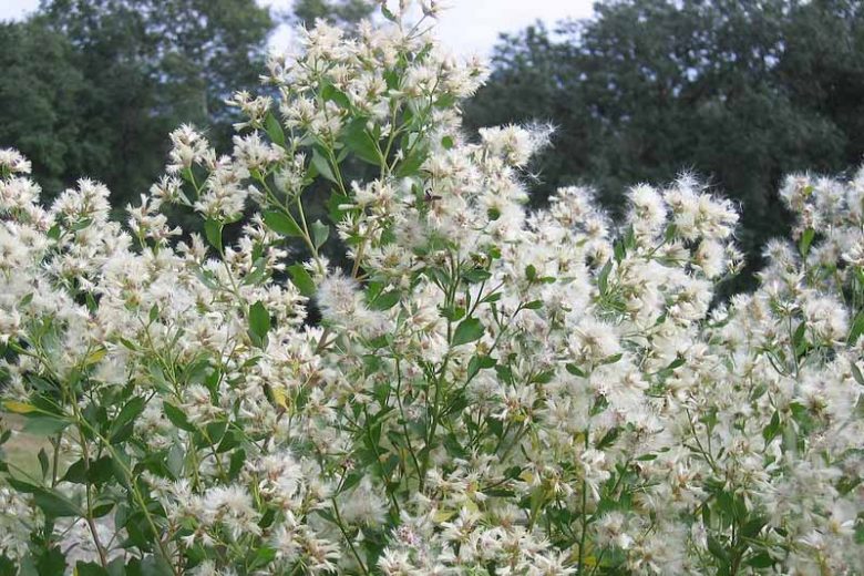 Baccharis halimifolia, Groundsel Tree, Sea Myrtle, Consumption weed, Eastern Baccharis, Groundsel, Groundsel Bush, Salt Marsh Eelder, Salt Bush, Florida Groundsel Bush