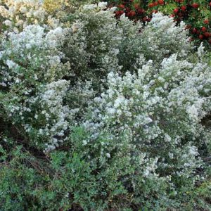 Baccharis pilularis, Coyotebrush, Chaparral Broom, Coyote Bush, Coyote Brush, Chaparral Broom, Bush Baccharis