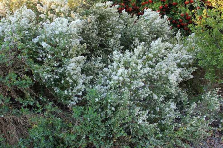 Baccharis pilularis, Coyotebrush, Chaparral Broom, Coyote Bush, Coyote Brush, Chaparral Broom, Bush Baccharis