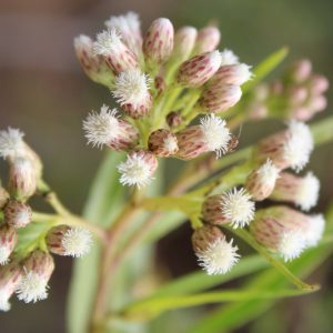 Baccharis salicifolia, Mule's Fat, Seep Willow, Baccharis glutinosa, Baccharis viminea, Molina salicifolia