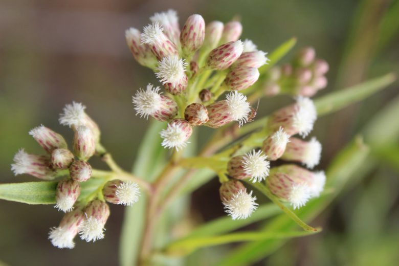 Baccharis salicifolia, Mule's Fat, Seep Willow, Baccharis glutinosa, Baccharis viminea, Molina salicifolia