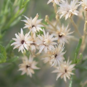 Baccharis sarothroides, Desert Broom, Broom Baccharis