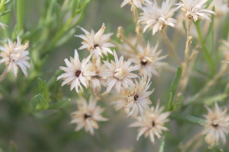 Baccharis sarothroides, Desert Broom, Broom Baccharis