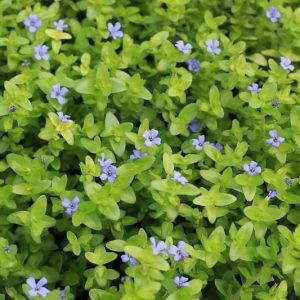 Bacopa caroliniana, Blue Waterhyssop, Blue Water Hyssop, Lemon Bacopa, Lemon Water Hyssop, Blue Flowers,
