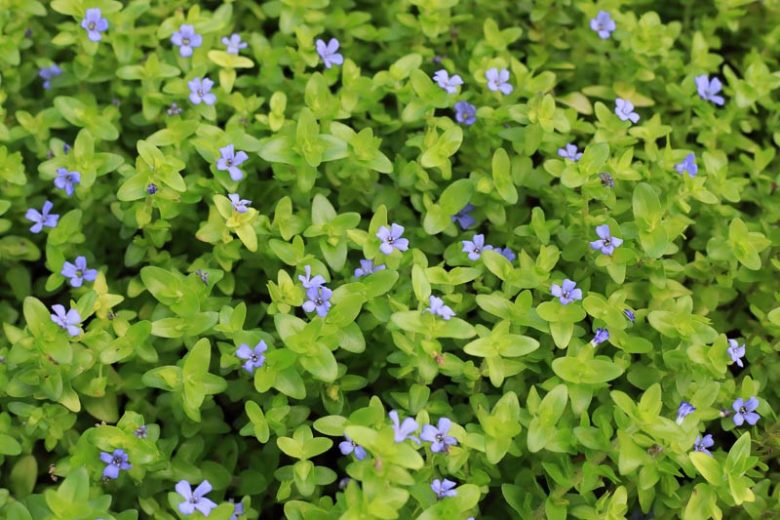 Bacopa caroliniana, Blue Waterhyssop, Blue Water Hyssop, Lemon Bacopa, Lemon Water Hyssop, Blue Flowers,